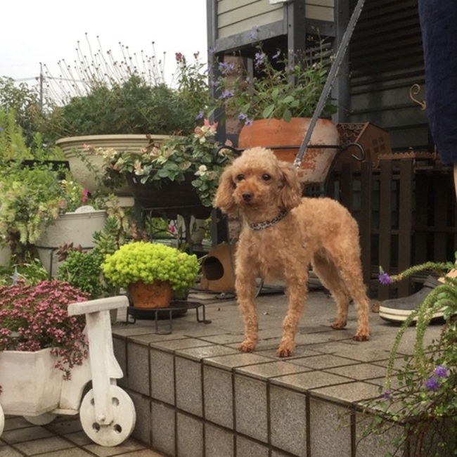 orange mamaのカバー写真