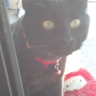 黒猫雄里親募集