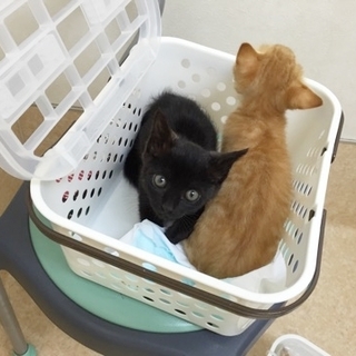 可愛い黒猫の里親さん募集をしております。