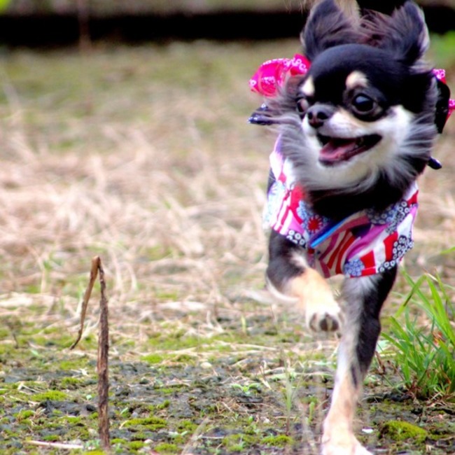ちきーたちゃんのカバー写真