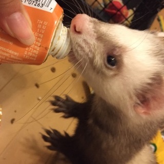 カナディアンフェレットの里親さん探しています！