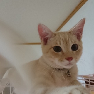 家族になって下さい