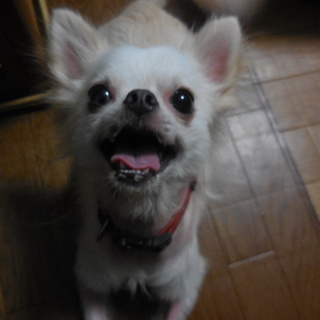 ちょっとワケアリな可愛いチワワ「ひびきくん」