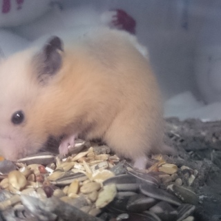 ハムスター各種里親様募集します★