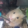 ハムスター各種里親様募集します★ サムネイル4