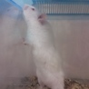 ハムスター各種里親様募集します★ サムネイル5