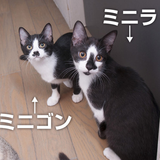 【島根県より】チョビヒゲ姉妹の飼い主さん募集！