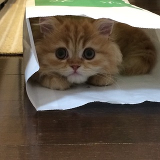 飼育放棄された猫