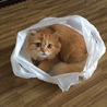 飼育放棄された猫 サムネイル5