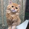 飼育放棄された猫 サムネイル6