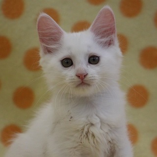 クールな目元のふわふわボーイ★フジ君