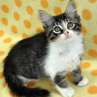 その名は五右衛門