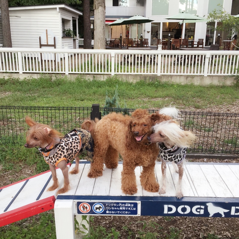 シエルのカバー写真