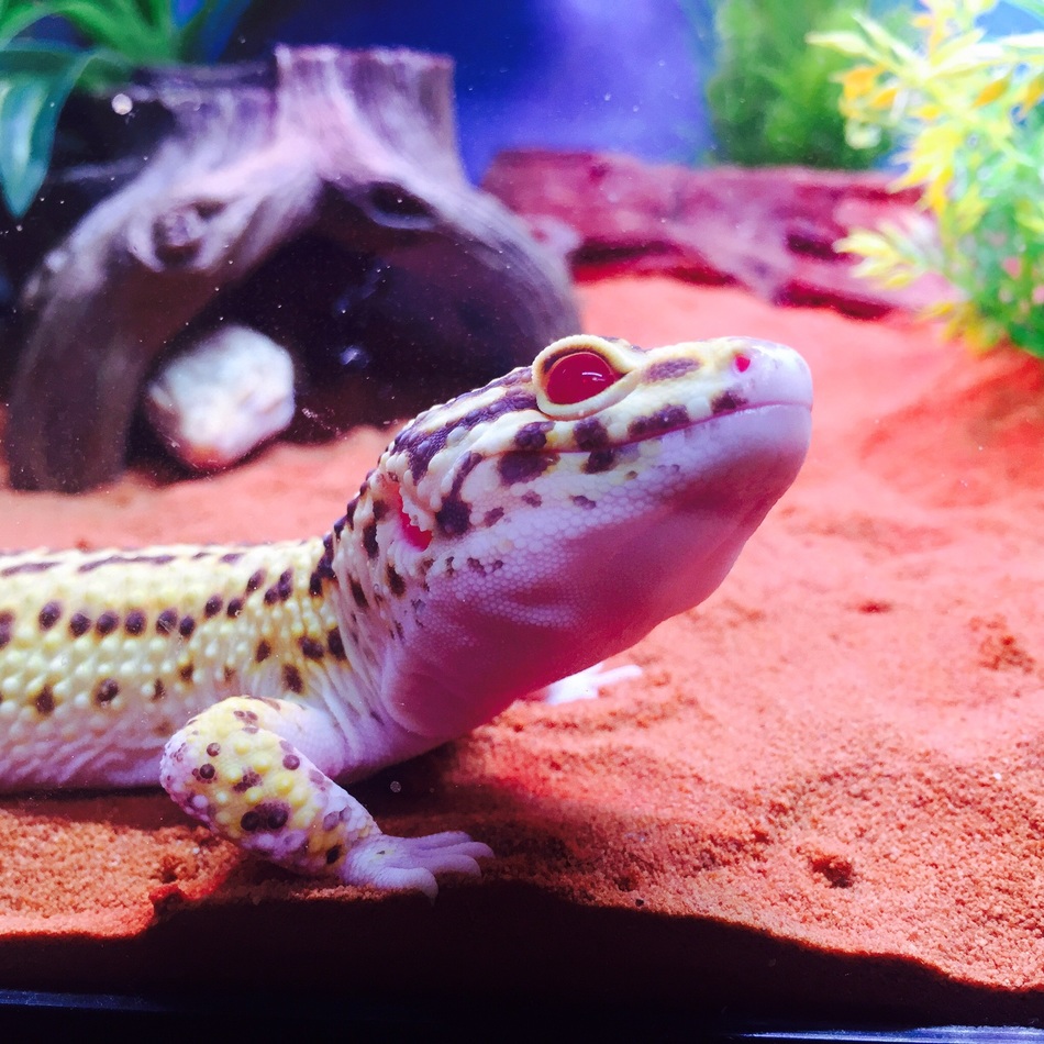 フィリップのカバー写真