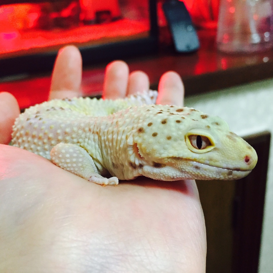 エリザベスのカバー写真