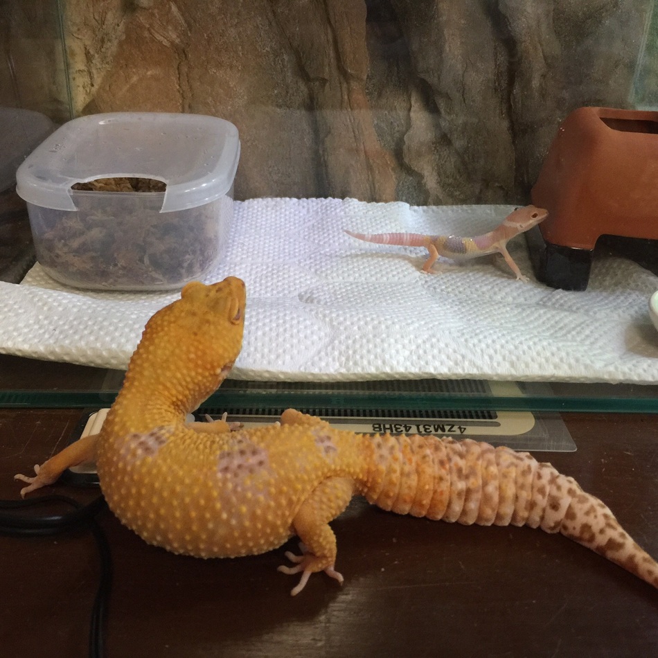 メアリーのカバー写真