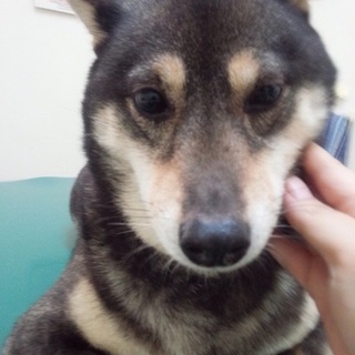 柴犬の海(うみ)ちゃん