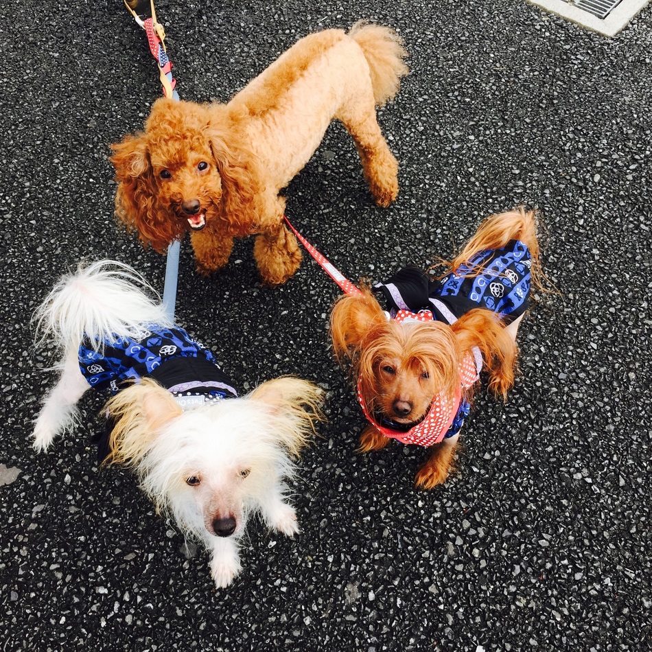 パティのカバー写真