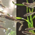 自家繁殖カワムツの稚魚　里親募集