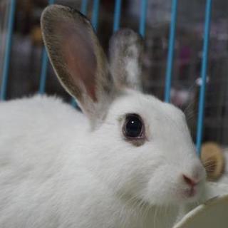 寺小屋保護っ子★ミーちゃん★