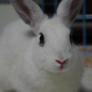 寺小屋一時預かりうさぎさん★珊瑚(サンゴ)ちゃん★
