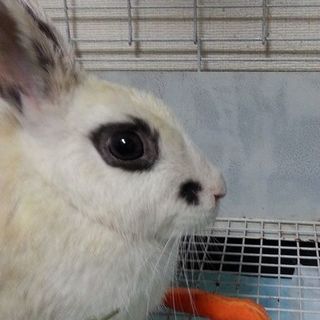 寺小屋保護っ子★サプタちゃん★