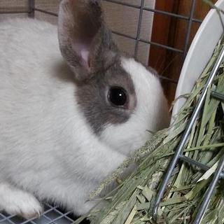 寺小屋保護っ子★みおちゃん★