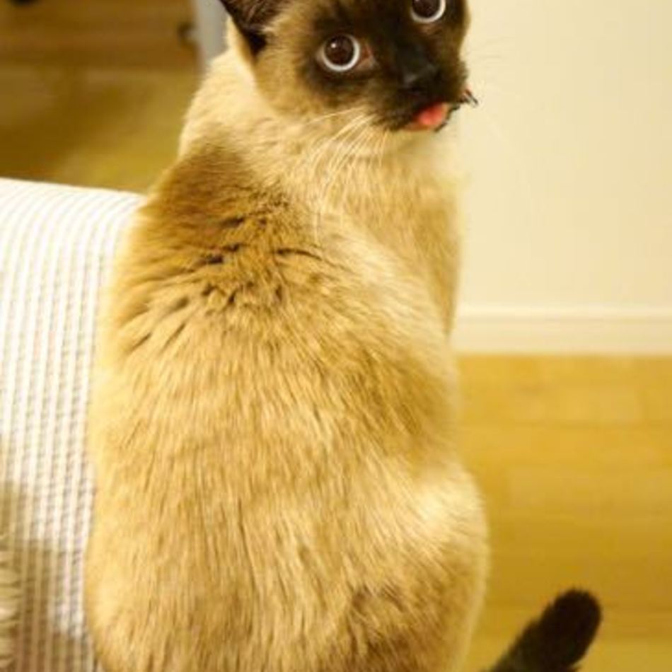 コウのカバー写真