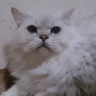 血統書あり  チンチラ  シルバー  3歳