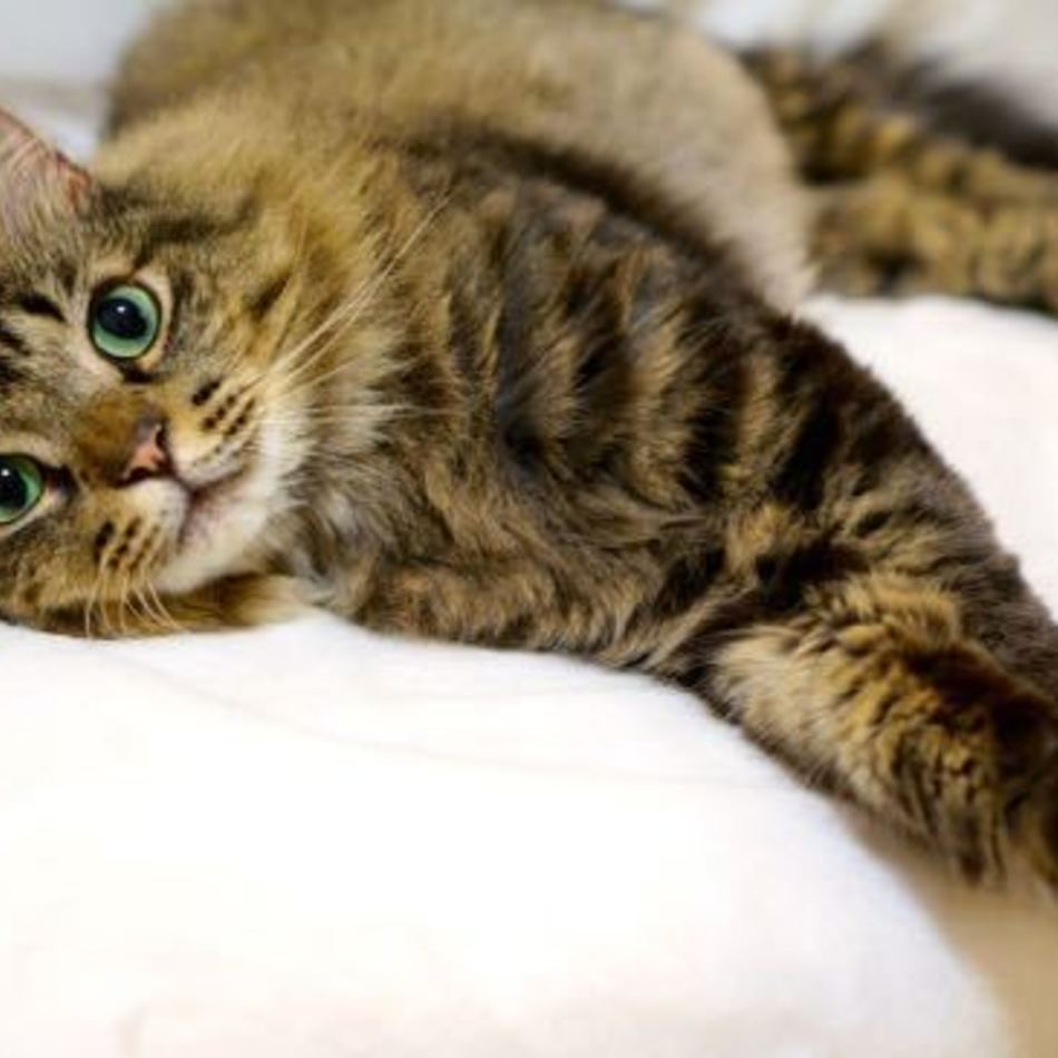 レオのカバー写真