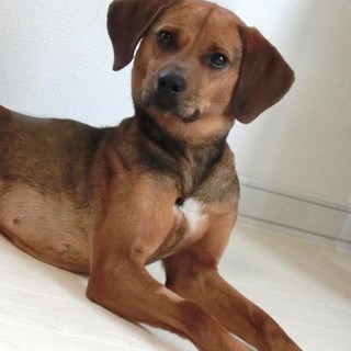 日本初！GMaCドッグ3期生「アズキ」メス2歳