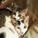 美形な兄＆妹にゃん's
