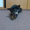 さくら