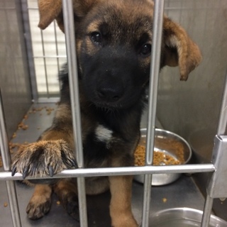 ◆雑種の人間大好き女の子◆