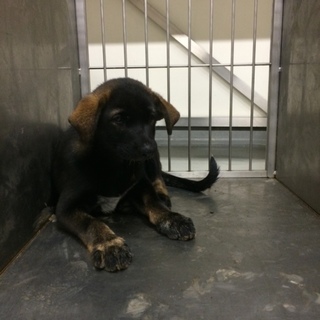 ◆黒ラブそっくり男の子　あいのすけくん◆