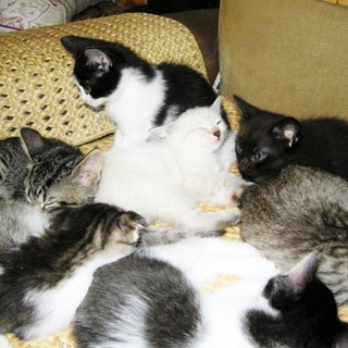 スコティシュmix子猫の里親を募集しています。