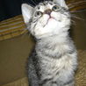スコティシュmix子猫の里親を募集しています。 サムネイル2