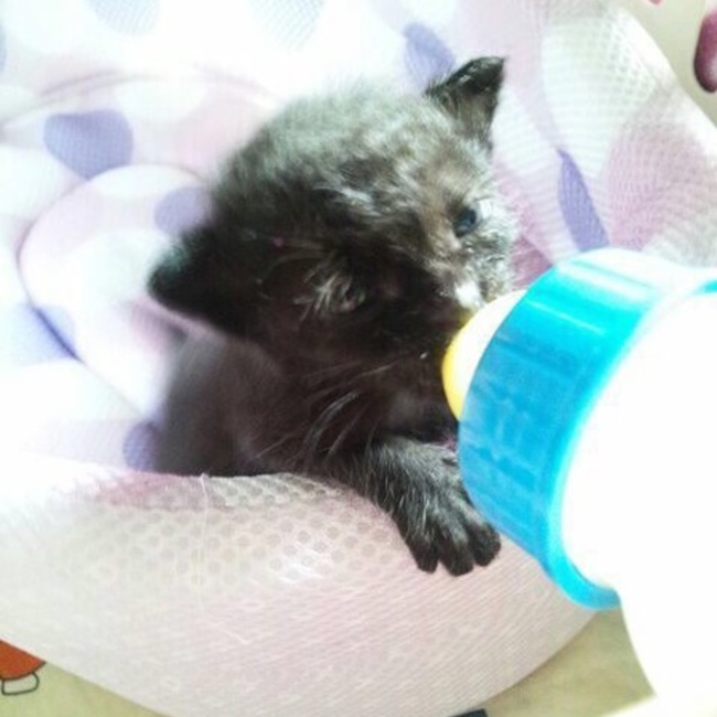 このりたのカバー写真