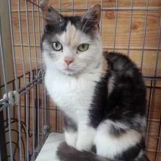 スコティッシュホールドのミューちゃん