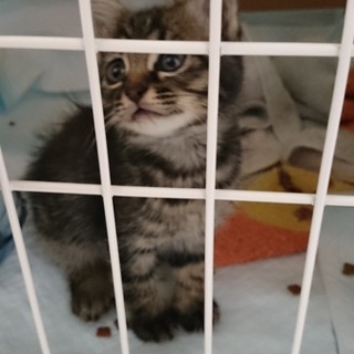 子猫をひろいました。