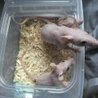 【有難うございました!】生後2カ月前後のラットの仔 サムネイル7