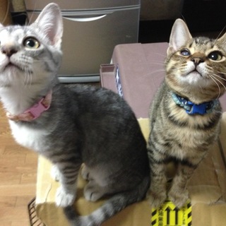 可愛いきょうだい子猫キキとララ★