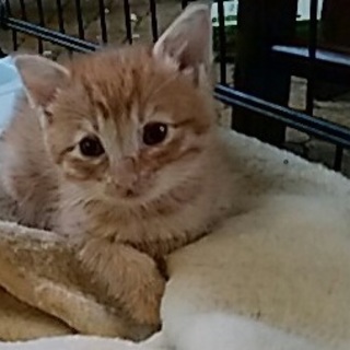 ☆可愛い茶トラ　男の子☆