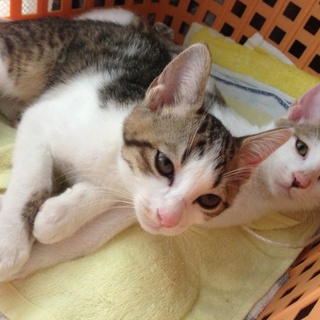 二匹引き取ってください。