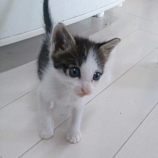 ☆可愛いキジ白　ミカエルくん☆