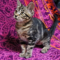 アメショー柄美猫アンちゃん（早期避妊手術済み）