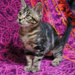 アメショー柄美猫アンちゃん（早期避妊手術済み）