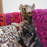 アメショー柄美猫アンちゃん（早期避妊手術済み） サムネイル3