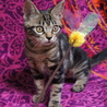 アメショー柄美猫アンちゃん（早期避妊手術済み） サムネイル4