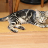 アメショー柄美猫アンちゃん（早期避妊手術済み） サムネイル6